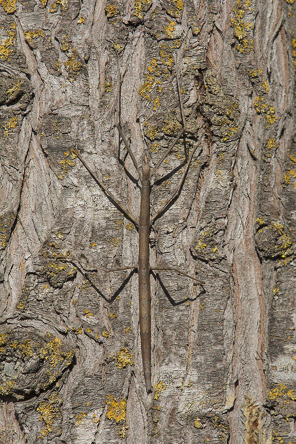 Clonopsis gallica  Bacillidae,Clonopsis gallica,Stick insect,arthropoda,biodiversity,insecta,insects,phasmatodea,summer