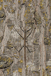 Clonopsis gallica  Bacillidae,Clonopsis gallica,Stick insect,arthropoda,biodiversity,insecta,insects,phasmatodea,summer
