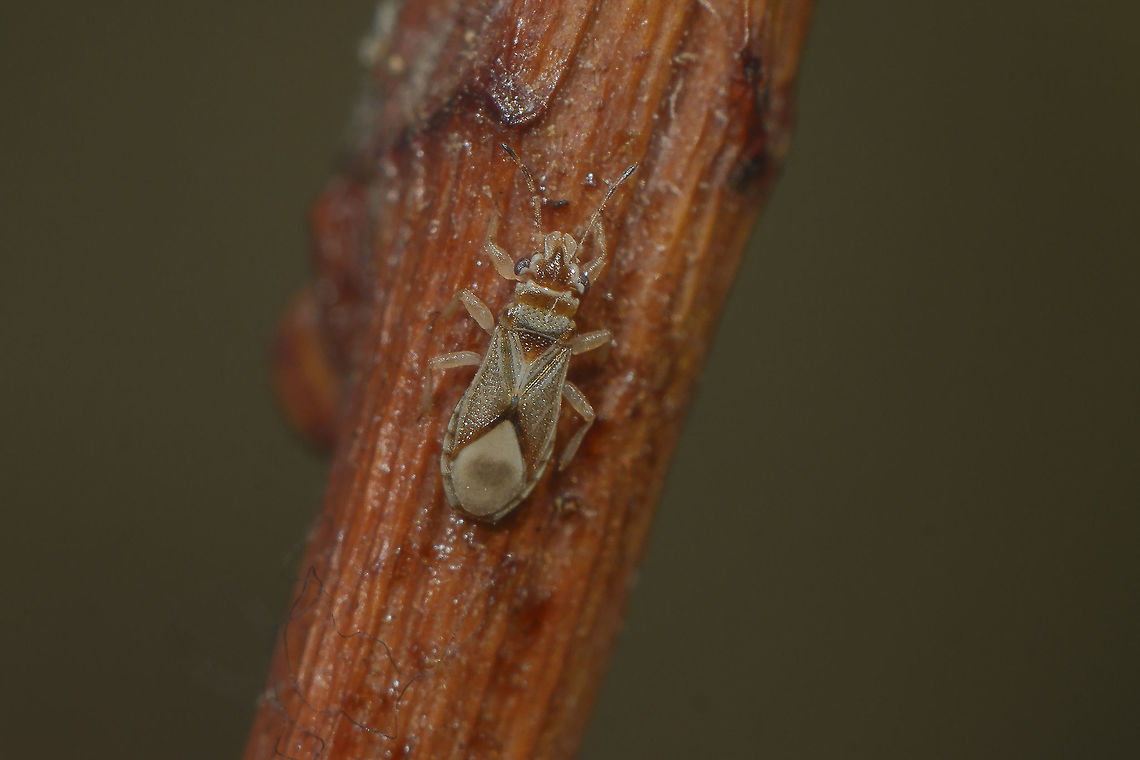 Thaumastocoris peregrinus Thaumastocoris peregrinus, top view.<br />
EXIF: Nikon Nikkor 50mm 1.8 | 48mm EXT Thaumastocoridae,Thaumastocoris peregrinus,arthropoda,biodiversity,bugs,hemiptera,heteroptera,insecta,insects,invasive species