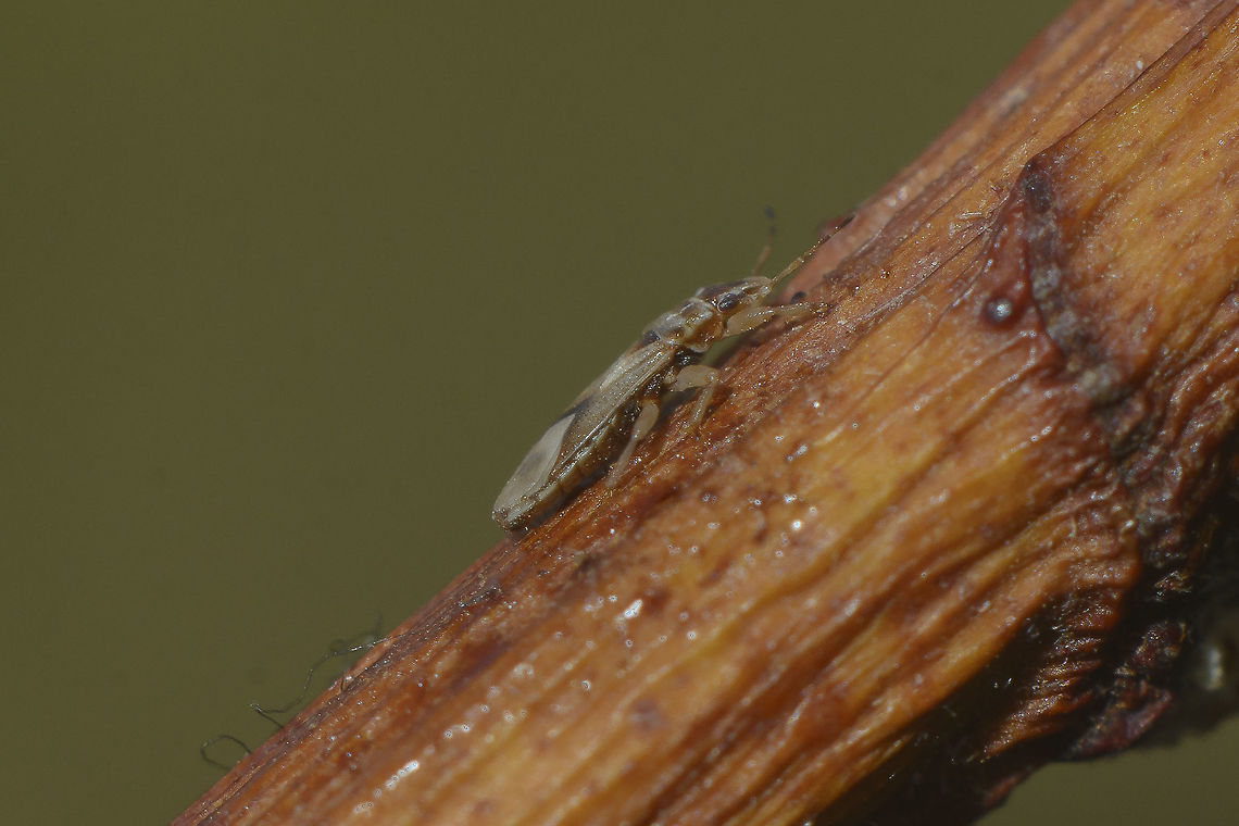 Thaumastocoris peregrinus Thaumastocoris peregrinus, side view. Thaumastocoridae,Thaumastocoris peregrinus,arthropoda,biodiversity,bugs,hemiptera,heteroptera,insecta,insects,invasive species
