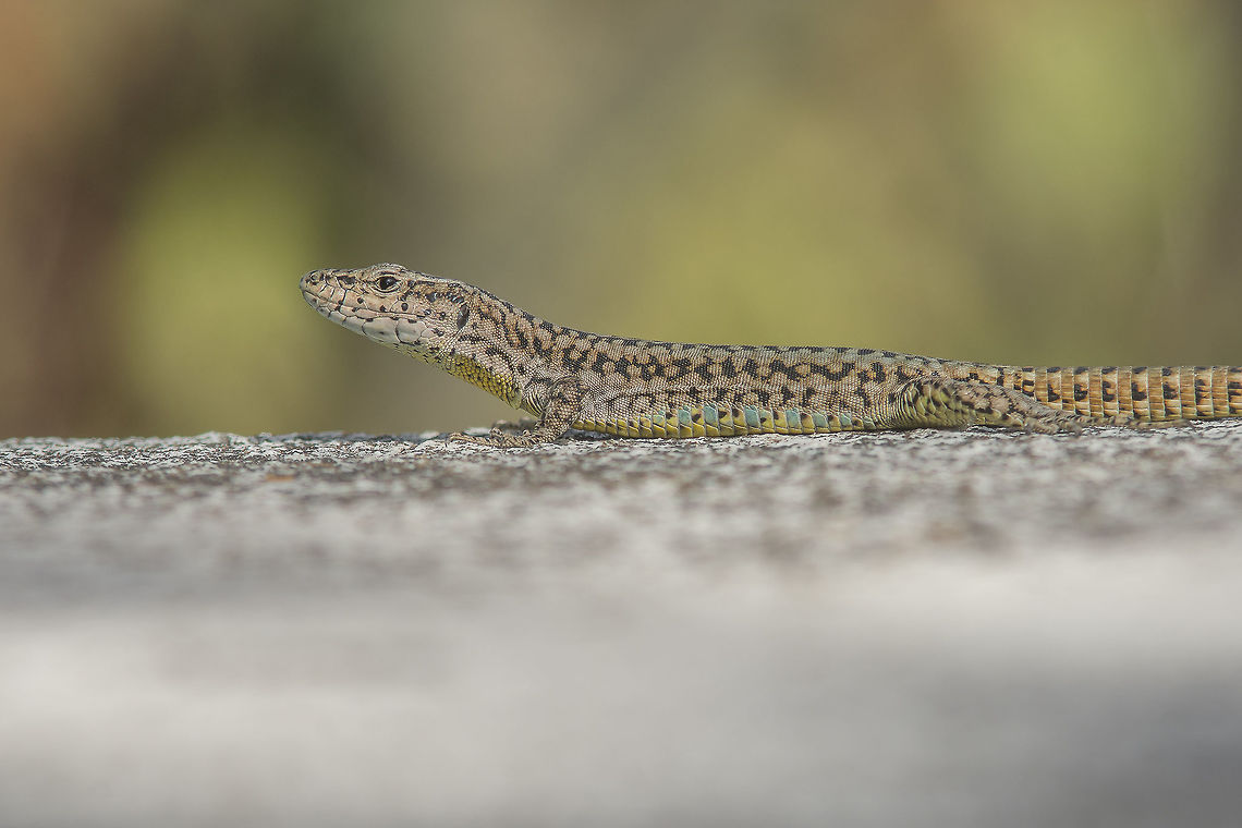 Podarcis virescens Podarcis virescent showing its colored markings bellow the abdominal area. Green Iberian Wall Lizard,Podarcis virescens,Portugal,Winter,animalia,lacertid,larcertidae,lizard,vertebrata