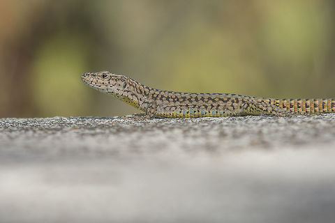 Podarcis virescens Podarcis virescent showing its colored markings bellow the abdominal area. Green Iberian Wall Lizard,Podarcis virescens,Portugal,Winter,animalia,lacertid,larcertidae,lizard,vertebrata