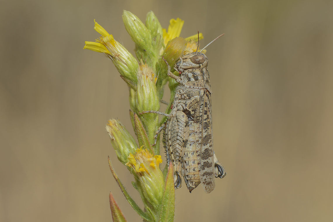 Calliptamus cf. barbarus Lateral view. Calliptamus cf. barbarus, adult female, feeding on Dittrichia viscosa.<br />
Although most probably Calliptamus barbarus, due to its relative abundance and distribution.<br />
Note: ID'd by a specialist in Orthoptera Order.<br />
<br />
Top View:<br />
<figure class="photo"><a href="https://www.jungledragon.com/image/53728/calliptamus_cf._barbarus.html" title="Calliptamus cf. barbarus"><img src="https://s3.amazonaws.com/media.jungledragon.com/images/2527/53728_thumb.jpg?AWSAccessKeyId=05GMT0V3GWVNE7GGM1R2&Expires=1769040010&Signature=%2BPhEfIIFWEfVLXsKBaLr6bXAUYg%3D" width="200" height="134" alt="Calliptamus cf. barbarus Top view.<br />
Discussion here:<br />
https://www.jungledragon.com/image/53727/acrididae.html<br />
 Acrididae,Calliptamus barbarus,Dittrichia viscosa,Grasshopper,autumn,bioidversity,insecta,insects,orthoptera" /></a></figure> Acrididae,Calliptamus barbarus,Dittrichia viscosa,Grasshopper,autumn,bioidversity,insecta,insects,orthoptera