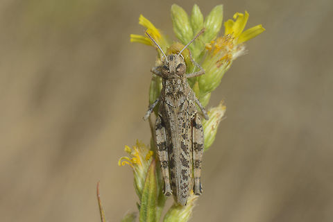 Calliptamus cf. barbarus Top view.
Discussion here:
https://www.jungledragon.com/image/53727/acrididae.html
 Acrididae,Calliptamus barbarus,Dittrichia viscosa,Grasshopper,autumn,bioidversity,insecta,insects,orthoptera
