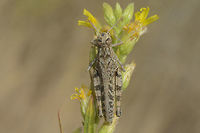 Calliptamus cf. barbarus Top view.<br />
Discussion here:<br />
https://www.jungledragon.com/image/53727/acrididae.html<br />
 Acrididae,Calliptamus barbarus,Dittrichia viscosa,Grasshopper,autumn,bioidversity,insecta,insects,orthoptera