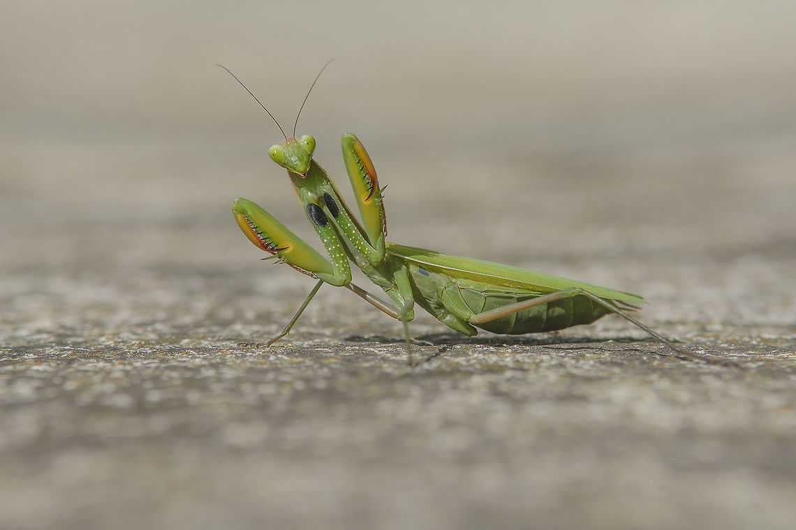 Defense Mantis religiosa, female in defense posture European Mantis,Mantis religiosa,autumn,biodiversity,insecta,insects,macro,mantis,mantodea