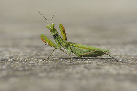Defense Mantis religiosa, female in defense posture European Mantis,Mantis religiosa,autumn,biodiversity,insecta,insects,macro,mantis,mantodea