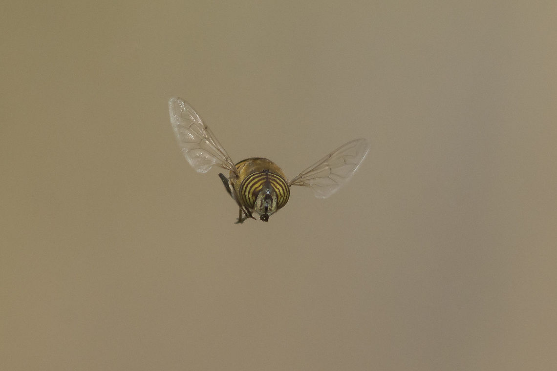 Eristalinus taeniops Eristalinus taeniops in flight.<br />
Correct EXIF: 200mm @ f/8 | 12mm EXT Eristalinus taeniops,autumn,biodiversity,diptera,fly,insecta,insects,macro,syrphidae