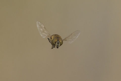 Eristalinus taeniops Eristalinus taeniops in flight.
Correct EXIF: 200mm @ f/8 | 12mm EXT Eristalinus taeniops,autumn,biodiversity,diptera,fly,insecta,insects,macro,syrphidae