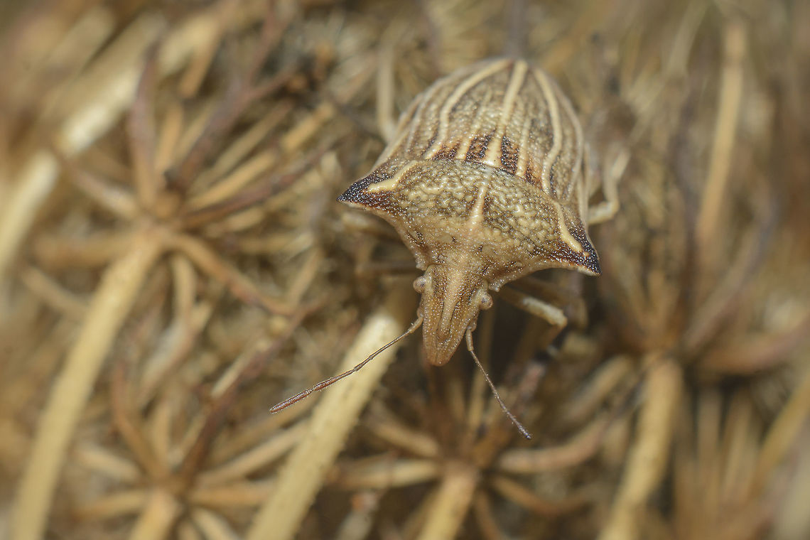 Ancyrosoma leucogrammes Ancyrosoma leucogrammes  Ancyrosoma leucogrammes,biodiversity,bug,hemiptera,heteroptera,insecta,insects,pentatomidae