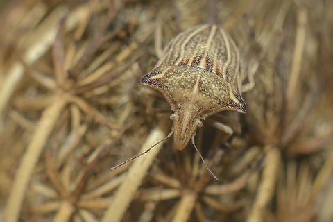 Ancyrosoma leucogrammes Ancyrosoma leucogrammes  Ancyrosoma leucogrammes,biodiversity,bug,hemiptera,heteroptera,insecta,insects,pentatomidae