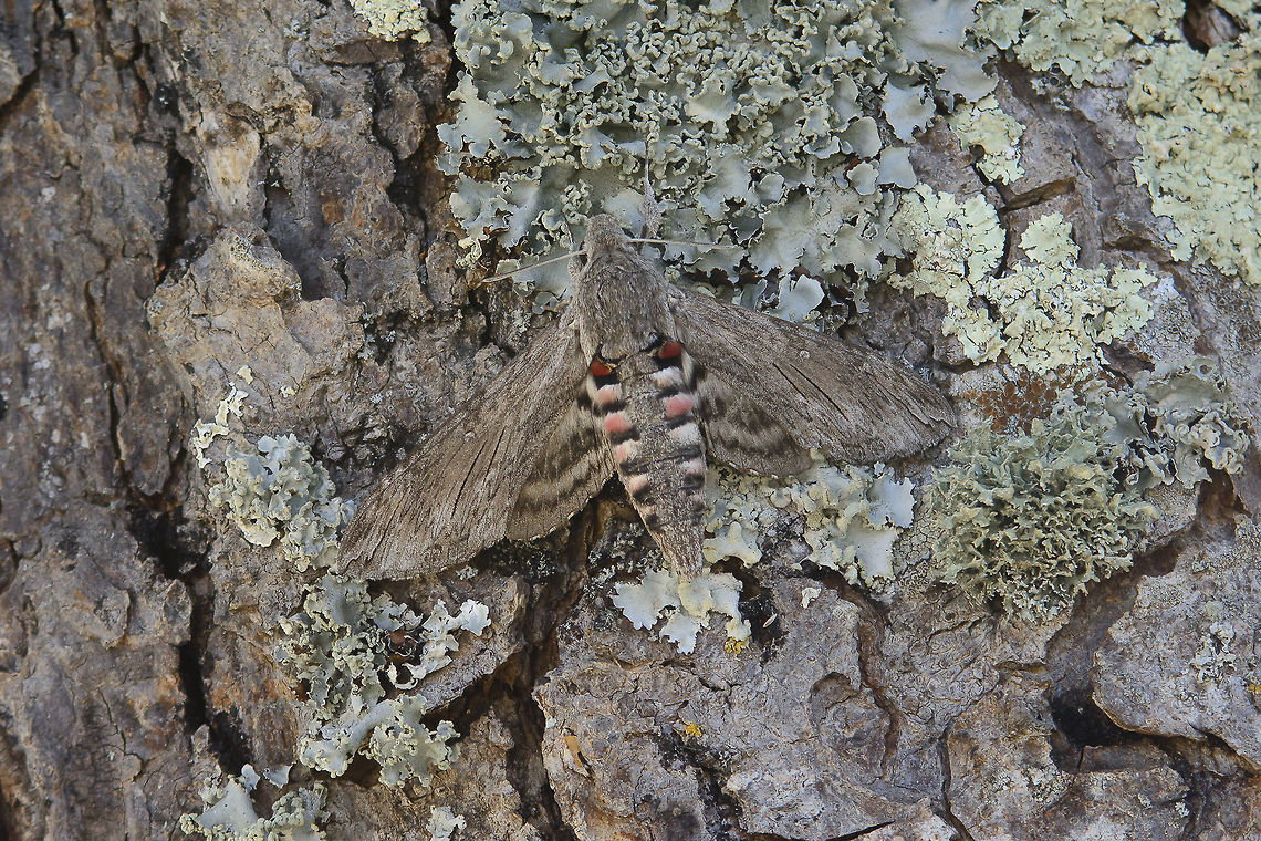 Agrius convolvuli Feels nice to wake up and be surprised by a beautiful giant hawk-moth on the back side of the tree :)<br />
 Agrius convolvuli,Convolvulus Hawk-moth
