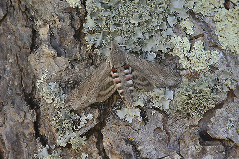 Agrius convolvuli Feels nice to wake up and be surprised by a beautiful giant hawk-moth on the back side of the tree :)
 Agrius convolvuli,Convolvulus Hawk-moth