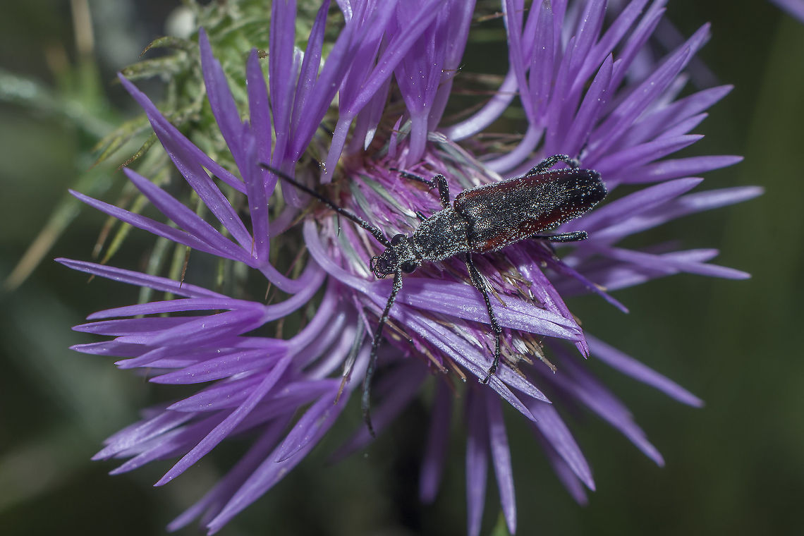 Stenurella approximans Stenurella approximans Stenurella approximans,arthropoda,beetle,biodiversity,cerambycidae,coleoptera,insecta,insects,spring