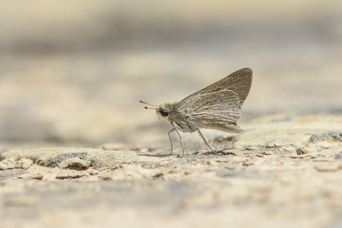 Gegenes nostrodamus Gegenes nostrodamus Dingy Swift,Gegenes nostrodamus,arthropoda,biodiversity,butterfly,gegenes,hesperiidae,hexapoda,insecta,insects,summer