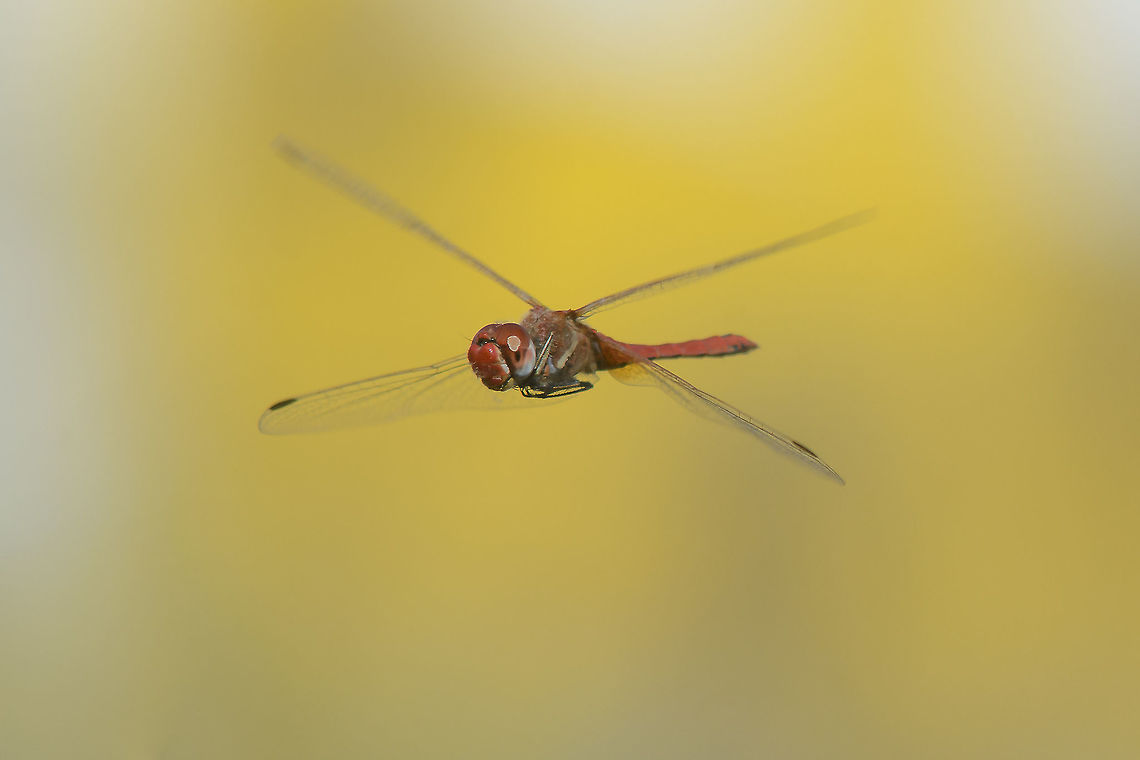 Nomad's autumn flight Sympetrum fonscolombii, adult male on hunting mode.<br />
Millions are now in move... Sympetrum fonscolombii,anisoptera,autumn,biodiversity,insecta,insects,nomad,nomad dragonfly,red-veined darter