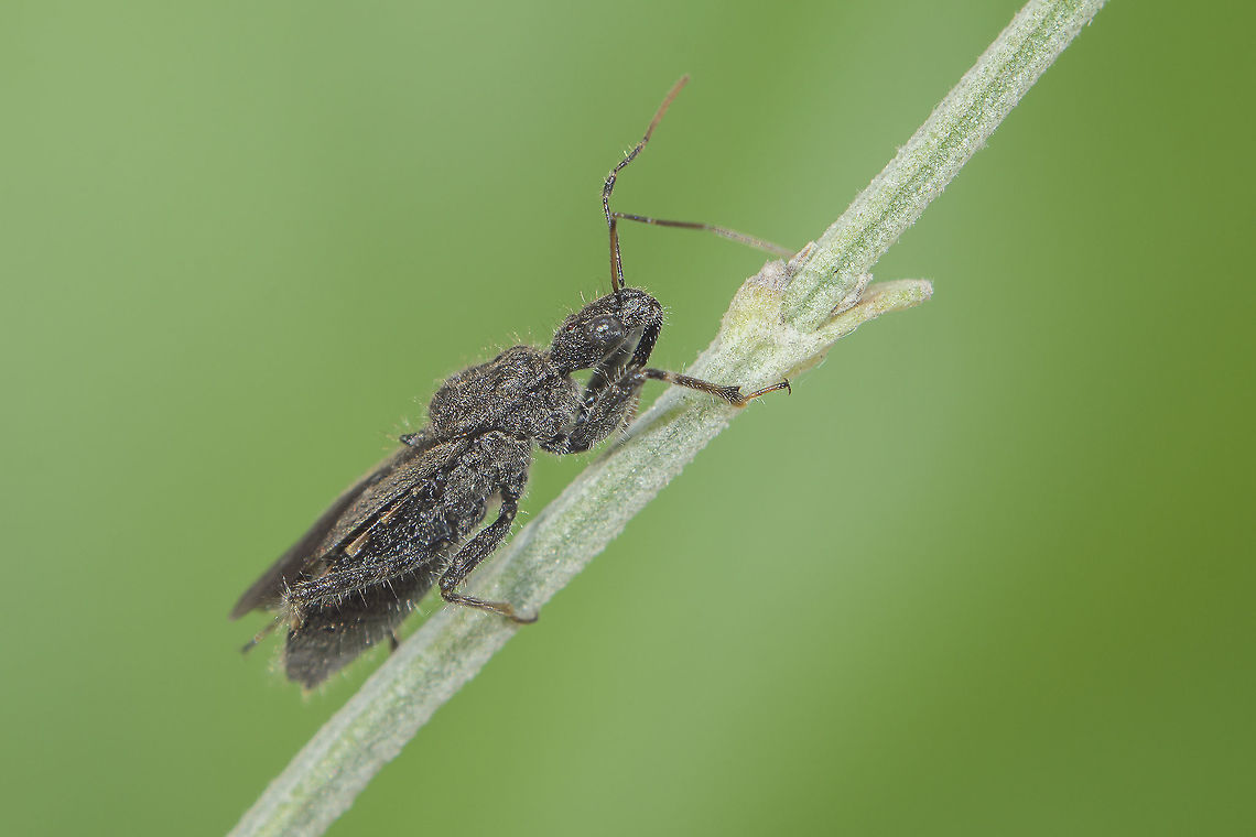 Coranus cf. niger Reduviidae<br />
Coranus cf. niger <br />
Dorsal view here<br />
<figure class="photo"><a href="https://www.jungledragon.com/image/54740/coranus_sp.html" title="Coranus sp."><img src="https://s3.amazonaws.com/media.jungledragon.com/images/2527/54740_thumb.jpg?AWSAccessKeyId=05GMT0V3GWVNE7GGM1R2&Expires=1770854410&Signature=k%2FJr9QCEXHSjkJK7SXLnfh%2FyItA%3D" width="200" height="134" alt="Coranus sp. Reduviidae<br />
Coranus cf. niger<br />
Top view.<br />
Side view here:<br />
https://www.jungledragon.com/image/54739/dsc_4591.html<br />
 Coranus,Reduviidae,arthropoda,assassin bug,biodiversity,bugs,hemiptera,heteroptera,insecta,insects" /></a></figure> Coranus,Reduviidae,arthropoda,assassin bug,biodiversity,bugs,hemiptera,heteroptera,insecta,insects