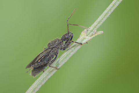 Coranus cf. niger Reduviidae
Coranus cf. niger 
Dorsal view here
https://www.jungledragon.com/image/54740/reduvius_personatus.html Coranus,Reduviidae,arthropoda,assassin bug,biodiversity,bugs,hemiptera,heteroptera,insecta,insects