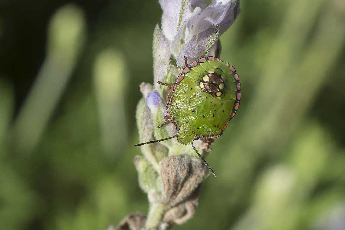 Nezara viridula Nezara viridula<br />
5th? instar nymph<br />
On lavanda Nezara viridula,Southern green stink bug,arthropoda,biodiversity,bugs,hemiptera,heteropteraminsects,insecta,stink bug
