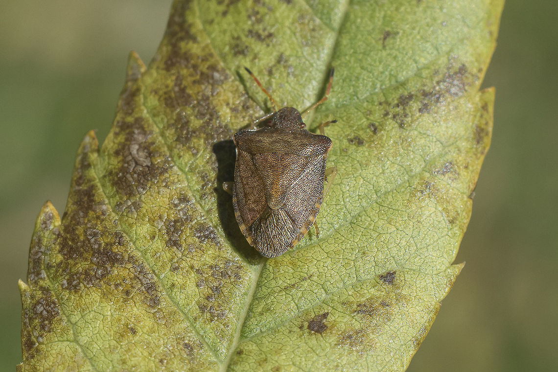 Peribalus strictus Peribalus strictus<br />
Dorsal view. Pentatomidae,Peribalus strictus,Vernal Shieldbug,arthropoda,biodiversity,bugs,hemiptera,heteroptera,insecta,insects