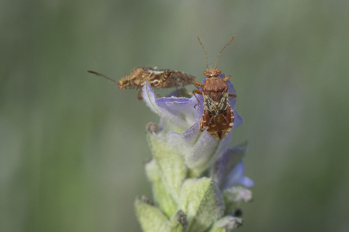 Rhopalus subrufus Rhopalus subrufus Rhopalidae,Rhopalus,Rhopalus subrufus,arthropoda,biodiversity,hemiptera,heteroptera,insecta,insects