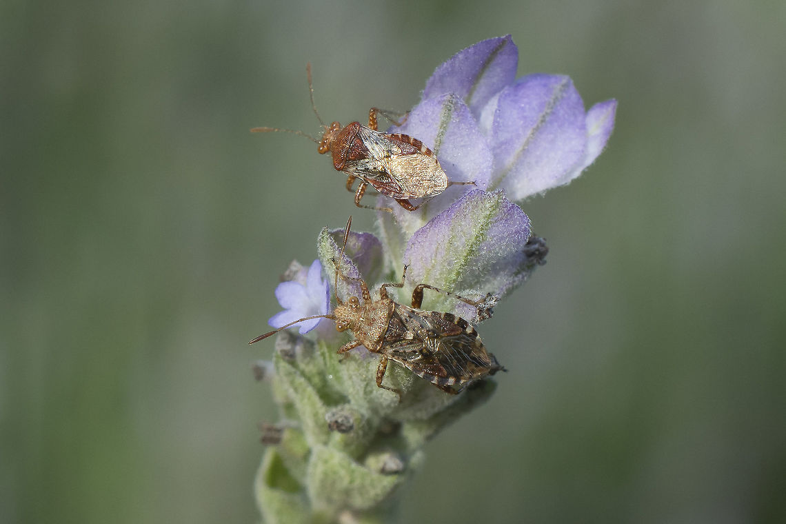 Rhopalus subrufus Rhopalus subrufus<br />
 Rhopalidae,Rhopalus,Rhopalus subrufus,arthropoda,biodiversity,hemiptera,heteroptera,insecta,insects