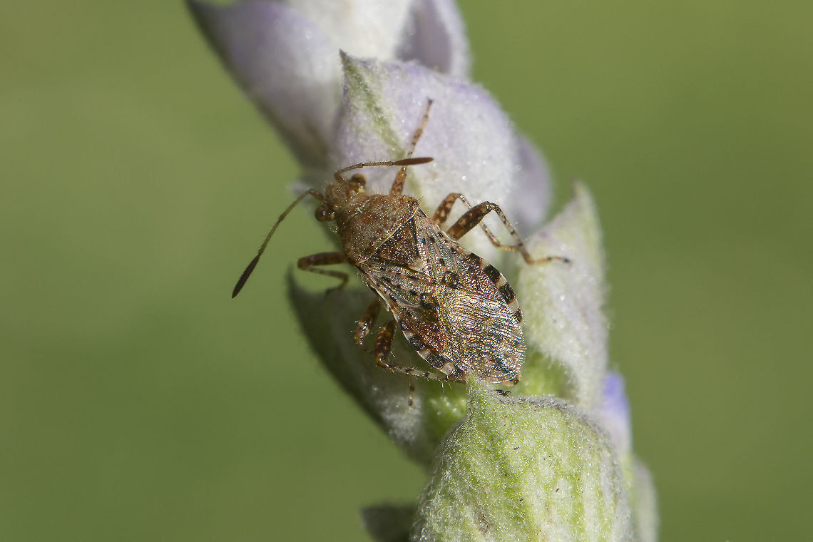 Rhopalus subrufus Rhopalus subrufus<br />
ID confirmation, please.<br />
Thanks! Rhopalidae,Rhopalus,Rhopalus subrufus,arthropoda,biodiversity,hemiptera,heteroptera,insecta,insects