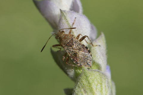 Rhopalus subrufus Rhopalus subrufus
ID confirmation, please.
Thanks! Rhopalidae,Rhopalus,Rhopalus subrufus,arthropoda,biodiversity,hemiptera,heteroptera,insecta,insects