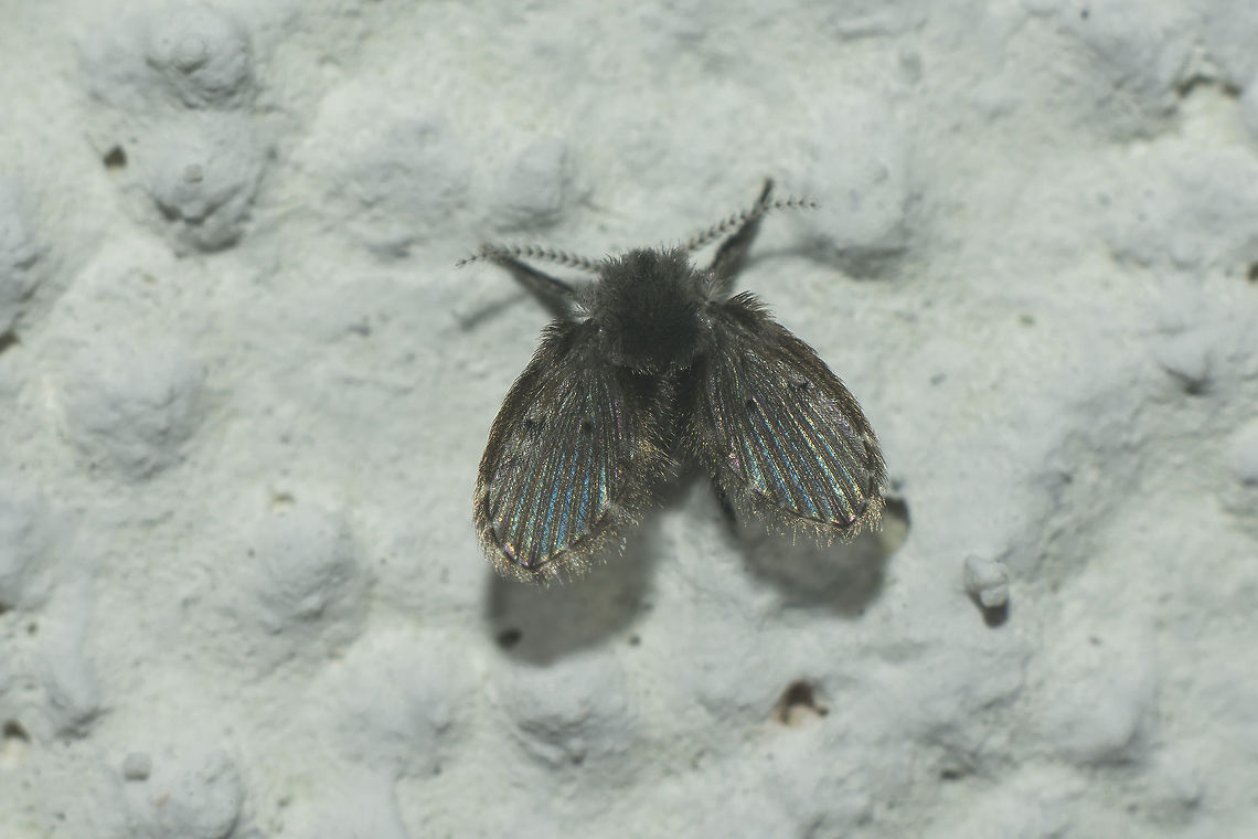 Clogmia albipunctata  Clogmia albipunctata,Mothfly,Psychodidae,arthropoda,biodiversity,diptera,drain fly,flies,insects