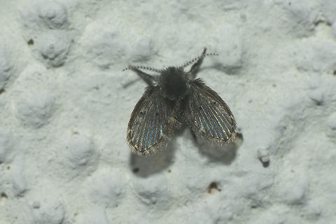 Clogmia albipunctata  Clogmia albipunctata,Mothfly,Psychodidae,arthropoda,biodiversity,diptera,drain fly,flies,insects