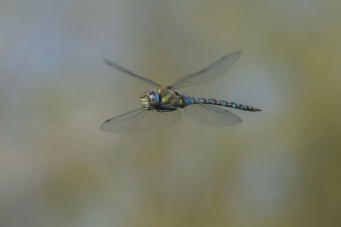 Aeshna mixta Aeshna mixta, an adult male in flight Aeshna mixta,Migrant Hawker,anisoptera,arthropoda,biodiversity,dragonfly,insects,odonata