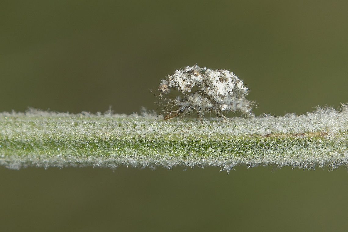 Chrysopidae Chrysopidae, for ID Chrysopidae,arthropoda,biodiversity,insecta,insects,neuroptera