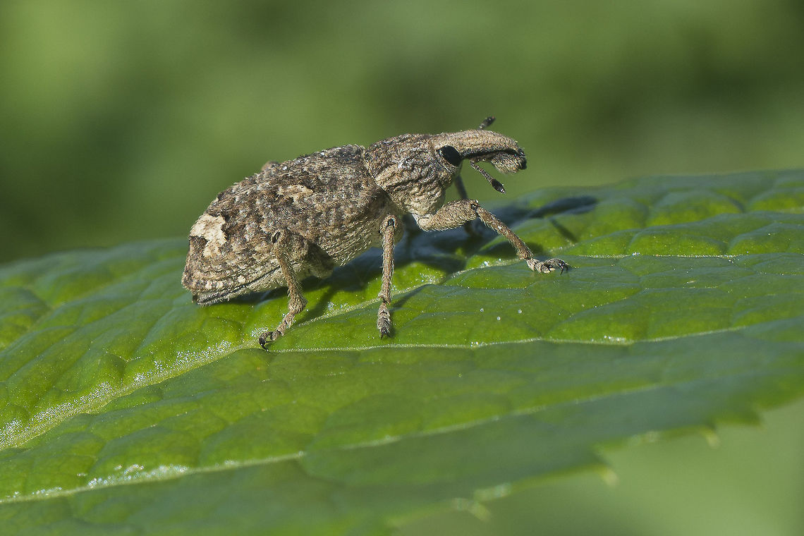 Curculionidae Rhytideres? sp. if so probably plicatus Curculionidae,arthropoda,biodiversity,coleoptera,insecta,insects