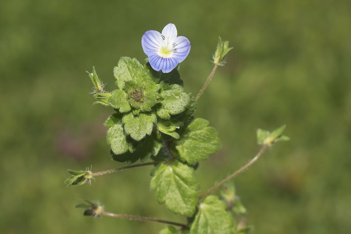 Veronica polita  Veronica polita