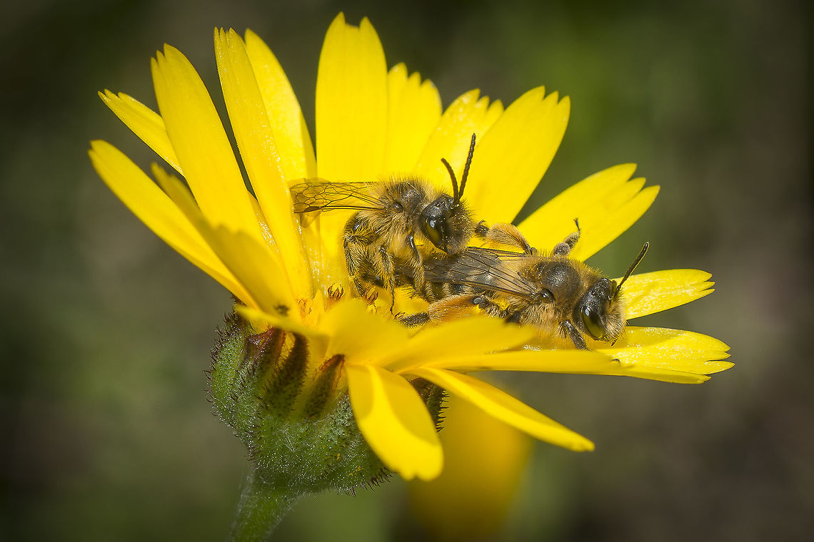 Andrenidae Andrena sp.<br />
Copula. andrenidae,arthropoda,bees,biodiversity,hymenoptera,insecta,insects
