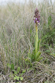 Himantoglossum robertianum Himantoglossum robertianum Giant orchid,Himantoglossum robertianum,Lamiales,Robert's Orchid,Robert's orchid,orchids,plantae,plants,wild flowersHimantoglossum robertianum