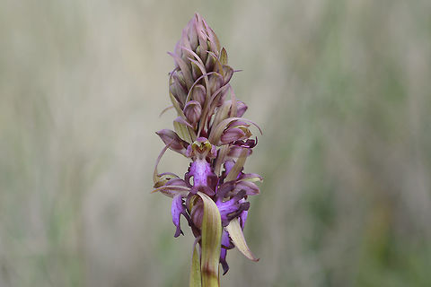 Himantoglossum robertianum Himantoglossum robertianum Giant orchid,Himantoglossum robertianum,Lamiales,Robert's orchid,orchids,plantae,plants,wild flowers
