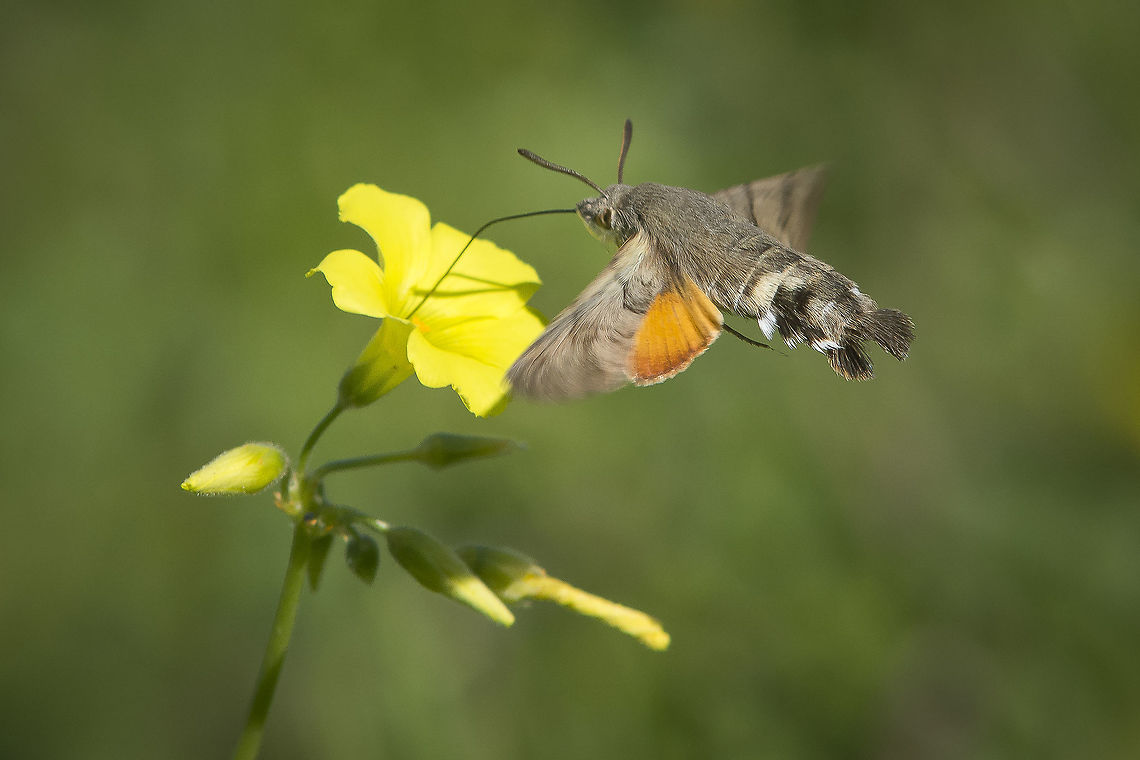 Macroglossum stellatarum Macroglossum stellatarum<br />
The winter survival :) Hummingbird hawk-moth,Macroglossum stellatarum,arthropoda,biodiversity,insecta,lepidoptera,sphingidae