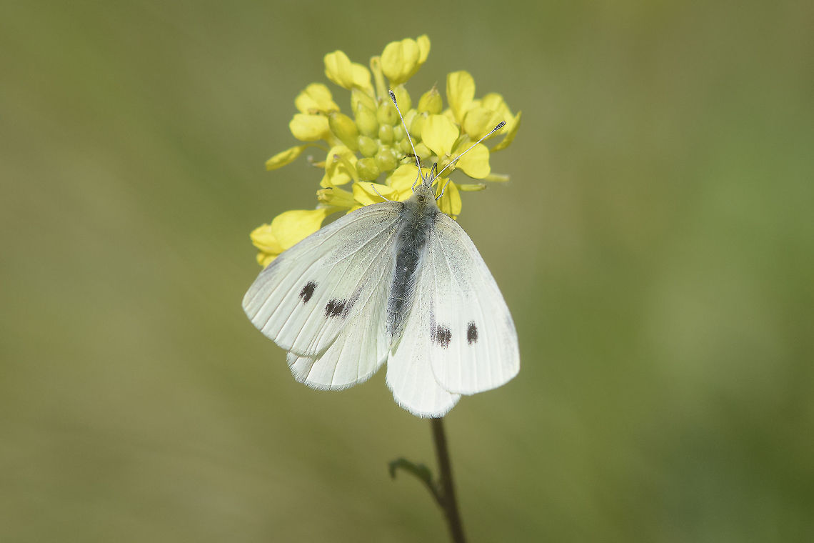Pieris rapae Pieris rapae Lepidoptera,Pieris rapae,Rhopalocera,Small White,arthropoda,biodiversity,insecta,insects,pieridae,winter