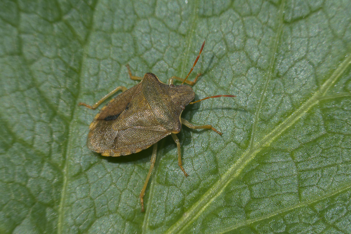 Peribalus strictus Peribalus strictus<br />
It seems that the final two segments of the antennae don't match in species description. Pentatomidae,Peribalus strictus,Vernal Shieldbug,arthropoda,biodiversity,bugs,hemiptera,heteroptera,insecta,insects,shield bug,winter