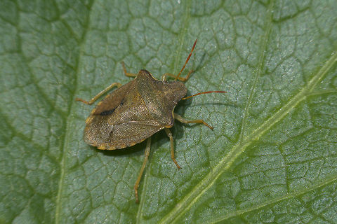 Peribalus strictus Peribalus strictus
It seems that the final two segments of the antennae don't match in species description. Pentatomidae,Peribalus strictus,Vernal Shieldbug,arthropoda,biodiversity,bugs,hemiptera,heteroptera,insecta,insects,shield bug,winter