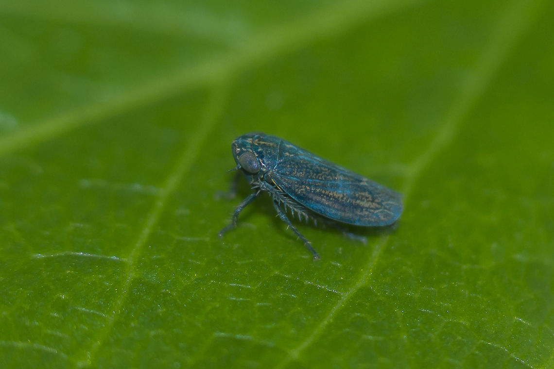 Cicadellidae Cicadellidae<br />
_ID? Cicadellidae,arthopoda,biodiversity,hemiptera,homoptera,insecta,insects