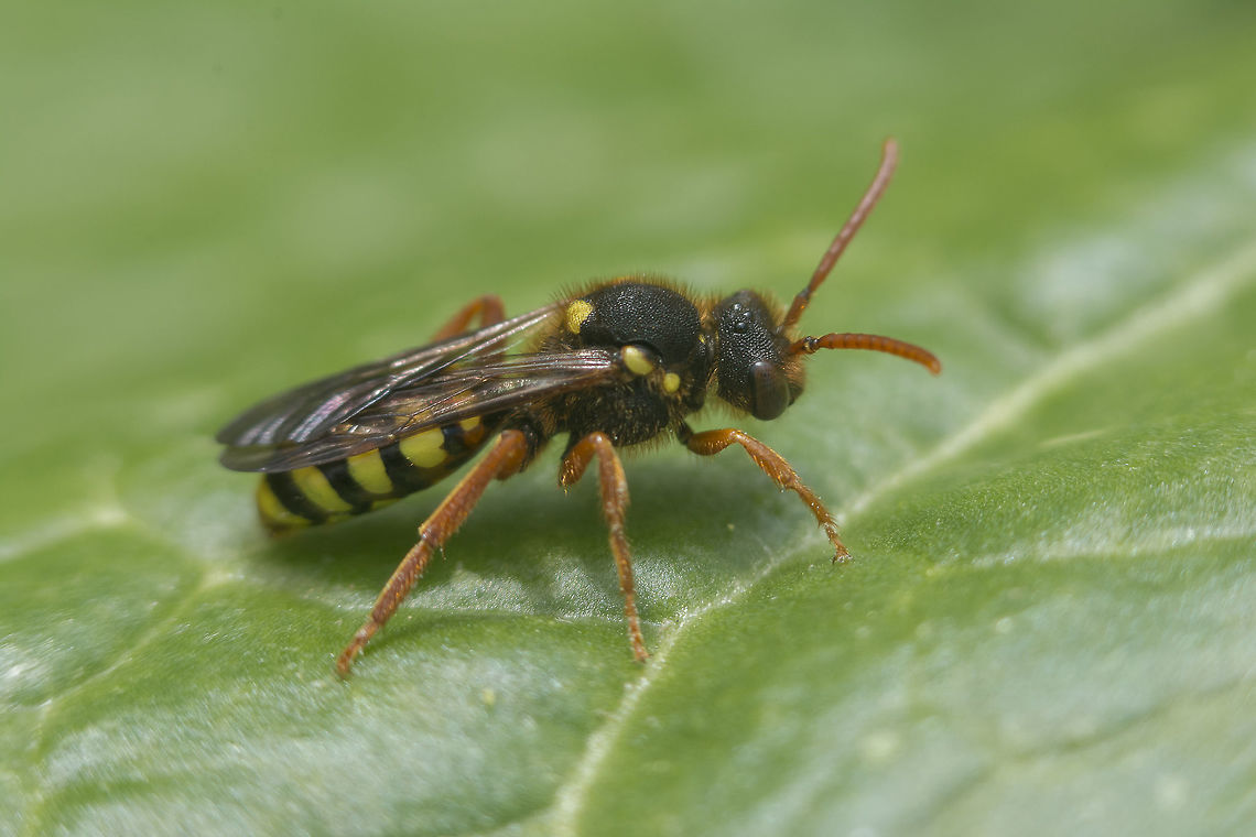 Nomada sp. Nomada sp. Nomada,apidae,arthropoda,biodiversity,insecta,insects,nomadinae
