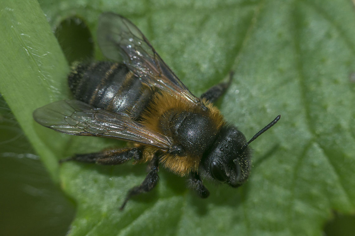 Andrena sp. Andrena sp. Andrena,andrenidae,biodiversity,hymenoptera,insecta,insects,winter