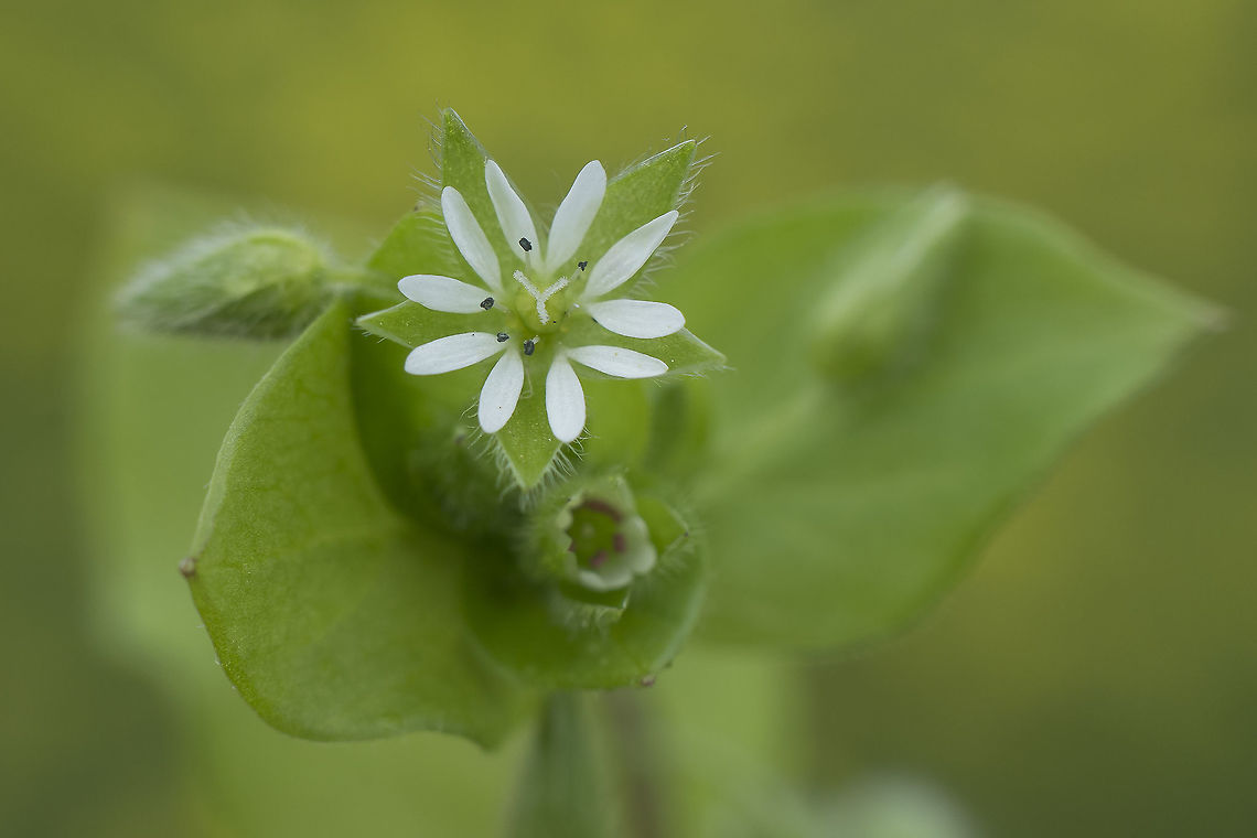 Stellaria media Stellaria media<br />
<a href="http://flora-on.pt/#/1Stellaria+media" rel="nofollow">http://flora-on.pt/#/1Stellaria+media</a><br />
<a href="http://www.floraiberica.es/floraiberica/texto/pdfs/02_049_19_Stellaria.pdf" rel="nofollow">http://www.floraiberica.es/floraiberica/texto/pdfs/02_049_19_Stellaria.pdf</a> Caryophyllaceae,Common chickweed,Stellaria media,biodiversity,plantae,winter