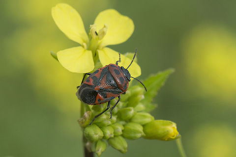 Eurydema ornata Eurydema ornata Eurydema ornata,Strachiini,arthropoda,biodiversity,bugs,insecta,insects,pentatomidae,winter