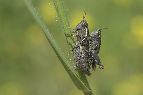 Pezotettix giornae Pezotettix giornae, spring copula Pezotettix giornae,acrididae,arthropoda,biodiversity,insecta,insects,orthoptera