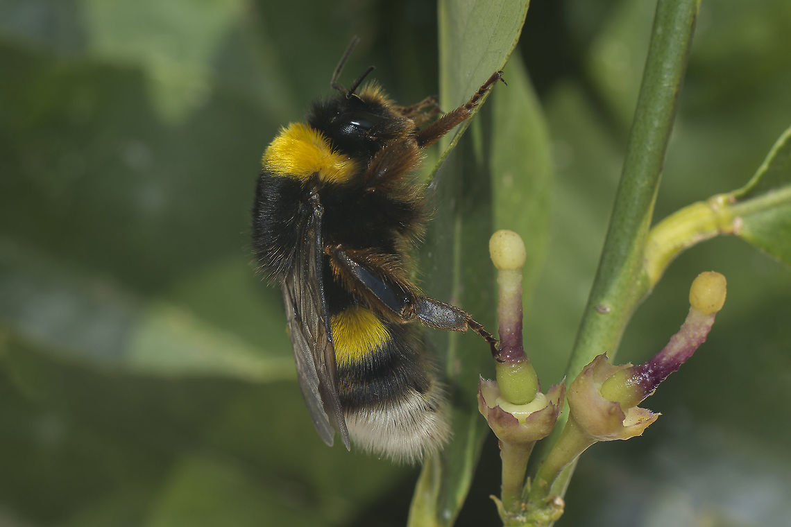 The bumblebee rests Bombus terrestris, a bumblebee rests on my lemon tree :) Bombus terrestris,apocrita,arthropoda,biodiversity,bumblebee,hymenoptera,insecta,insects