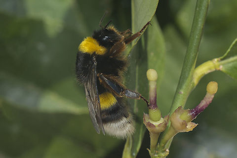 The bumblebee rests Bombus terrestris, a bumblebee rests on my lemon tree :) Bombus terrestris,apocrita,arthropoda,biodiversity,bumblebee,hymenoptera,insecta,insects