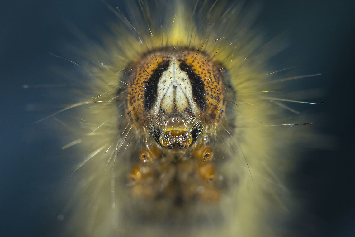 Caterpillar Lasiocampa trifolii Caterpillar,Grass eggar,Lasiocampa trifolii,Lasiocampidae,biodiversity,insecta,insects,lepi,lepidoptera,moth caterpillar,spring